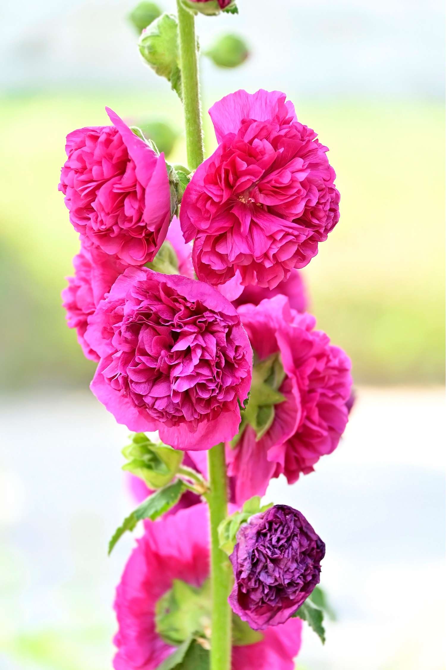 Stokrose 'Chater’s Double Pink'